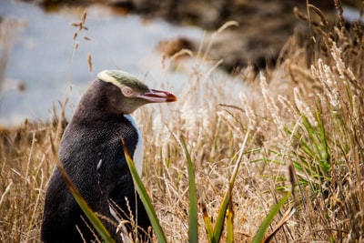 During the green grass of penguins black and white
